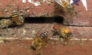 Chiến lược xua đuổi ong bắp cày cao tay của ong mật Việt Nam