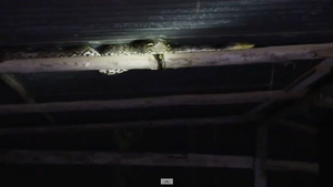 Trăn rình bắt trộm gà trên mái, nhân viên cứu hộ đu cả người để kéo xuống