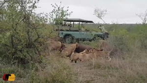 Video: Trâu rừng vung chân đạp bay sư tử thoát thân thần kỳ