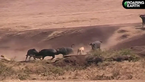 Video: Đàn trâu rừng giải cứu đồng loại khỏi bầy sư tử