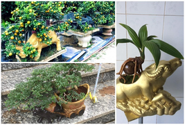 Đủ loại bonsai hình trâu độc đáo chơi Tết Tân Sửu 2021