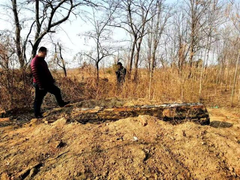 Bố mẹ đào hài cốt con gái chết 12 năm bán lấy tiền, đặt củ cải thay thế