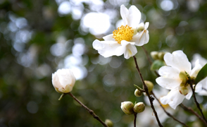 Ảnh: Hoa sở nở trắng rừng biên giới Bình Liêu