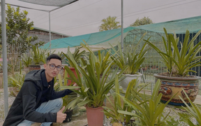 Louis Đức Trung và niềm đam mê hoa phong lan