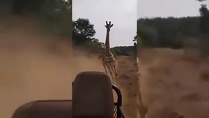 Video: Hươu cao cổ đuổi đoàn du khách chạy thục mạng ở Kenya