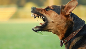 Bé 2 tuổi bị chó nhà cắn rách mặt