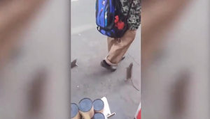 Sững sờ xem người đàn ông dắt chuột dạo phố