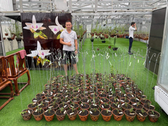 Bén duyên với lan đột biến, chàng trai Nguyễn Phú sở hữu khu vườn giá trị