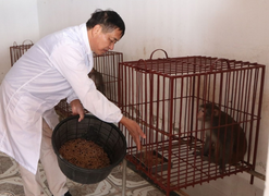 12 con khỉ thử nghiệm vaccine COVID-19 của Việt Nam được chăm sóc thế nào?