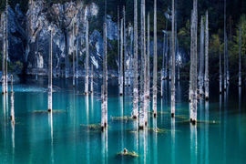 Video: Kỳ lạ rừng cây 'mọc ngược' từ dưới đáy hồ ở Kazakhstan