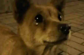 Video: Chú chó rơi nước mắt khi được người lạ cho ăn