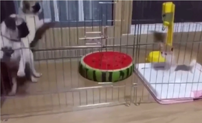 Clip: Mèo con làm 2 chú chó sợ cuống cuồng