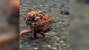 Video: Ngạc nhiên khoảnh khắc bạch tuộc chạy bộ dưới đáy biển