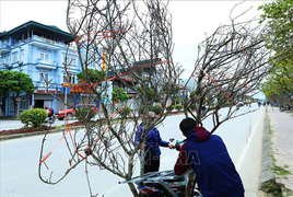 Ủng hộ cấm chặt đào rừng chơi Tết, nhưng đừng để người trồng đào ảnh hưởng