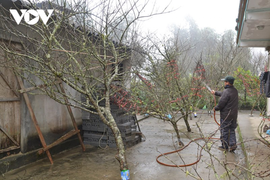'Đào vùng cao xuống phố thực chất được trồng trong vườn, không phải đào rừng'