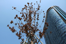 Công ty Công viên cây xanh Hà Nội: 'Phong lá đỏ chết là chuyện bình thường'