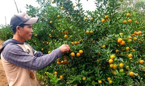 Nông dân thủ phủ quất cảnh miền Trung thất thu vụ Tết