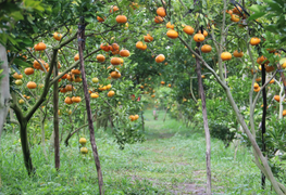 Thích thú với vườn quýt hồng căng tròn, trĩu quả ở miền Tây