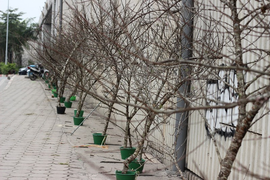 Độc giả đề nghị phạt hành vi chặt, buôn bán đào rừng như tội phá rừng