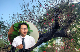 Cấm chặt đào rừng chơi Tết: Căn cứ pháp lý đã có từ lâu