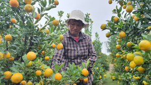 Ảnh: Thủ phủ quất cảnh miền Trung vào vụ Tết, nông dân mỏi mắt chờ thương lái