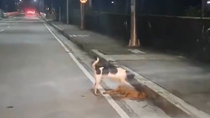 Video: Xúc động hình ảnh chú chó cố đánh thức bạn sau tai nạn