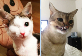 Xót xa hình ảnh những con vật tật nguyền do bị ngược đãi