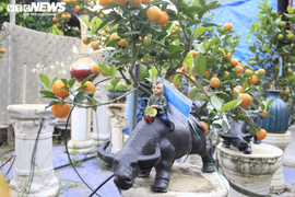 Chưa đến Tết Tân Sửu, quất bonsai trĩu quả đã đắt hàng