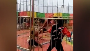 Video: Hổ tấn công nhân viên rạp xiếc khi đang huấn luyện