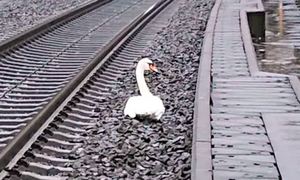 Thiên nga đau khổ vì bạn tình qua đời, hơn 20 chuyến tàu bị ảnh hưởng