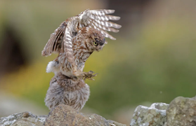 Cú non xấu hổ vì hạ cánh nhầm lên đầu đồng loại