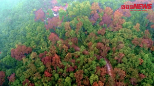 Đẹp sửng sốt rừng phong lá đỏ quanh chùa cổ ở Hải Dương