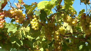 Chương trình OCOP: Điểm sáng của ngành nông nghiệp Ninh Thuận