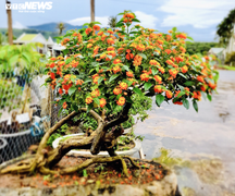 Kiếm bộn tiền nhờ biến hoa dại ven đường thành cây cảnh Tết