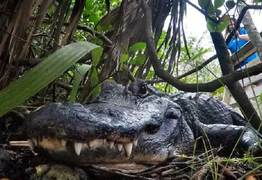 Khả năng 'tái sinh' phi thường của cá sấu