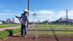 Làng rau sạch nức tiếng miền Trung hối hả vào vụ Tết