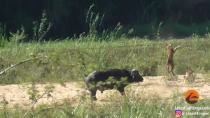 Video: Trâu rừng phi như bay, húc sư tử giải cứu kỳ đà