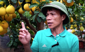 Ảnh: Bưởi Diễn trưng Tết xuống phố Sài Gòn, giá giảm một nửa do dịch COVID-19