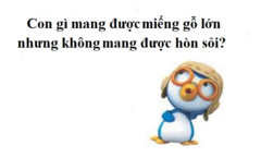 Con gì mang được miếng gỗ lớn nhưng không mang được hòn sỏi?