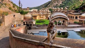 Video: 'Cung điện' dành cho khỉ ở Ấn Độ