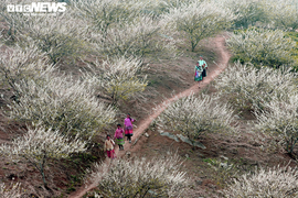 Ảnh: Lên cao nguyên xem hoa mận nở trắng rừng biên giới
