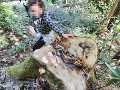 Cận cảnh rừng già ở Gia Lai bị 'xẻ thịt'