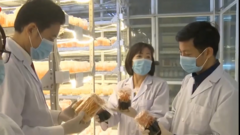 Ứng dụng công nghệ cao sản xuất đông trùng hạ thảo bán tự nhiên ở Hà Giang