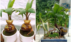 Dừa bonsai tài lộc đắt hàng dịp Tết Nguyên đán