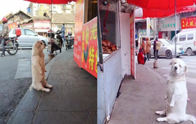 Ảnh chú chó béo thộn mặt chờ ăn trước nhà hàng khiến dân mạng cười lăn