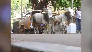 Video: Cận cảnh phiên bản xe bò 'cách tân' tại Ấn Độ