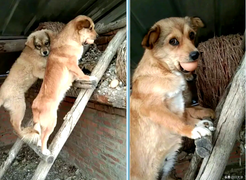 Vẻ mặt gây cười của chó mẹ khi bị bắt quả tang trèo thang trộm trứng gà