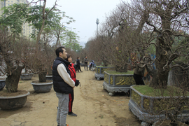 Đào cổ thụ giá trăm triệu đồng xuống đường đón Tết Tân Sửu