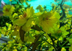 Ảnh: Thủ phủ mai Sài Gòn vào vụ Tết 