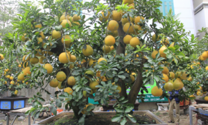 Ảnh: Ngắm bưởi Diễn bonsai hơn 100 quả, giá hàng chục triệu đồng